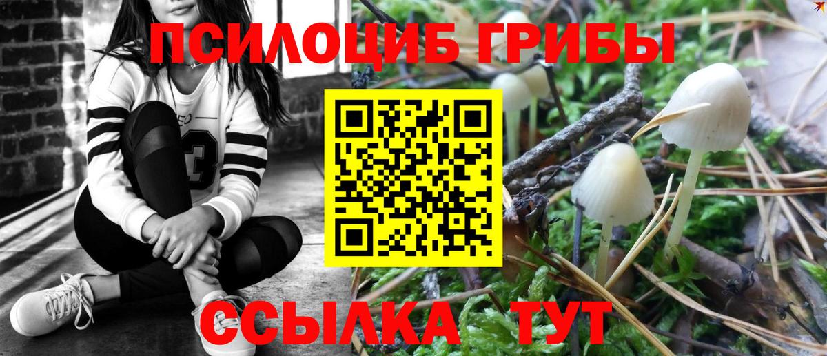 сколько стоит  Вход с VPN  Тельмана  Галлюциногенные грибы Psilocybine cubensis 